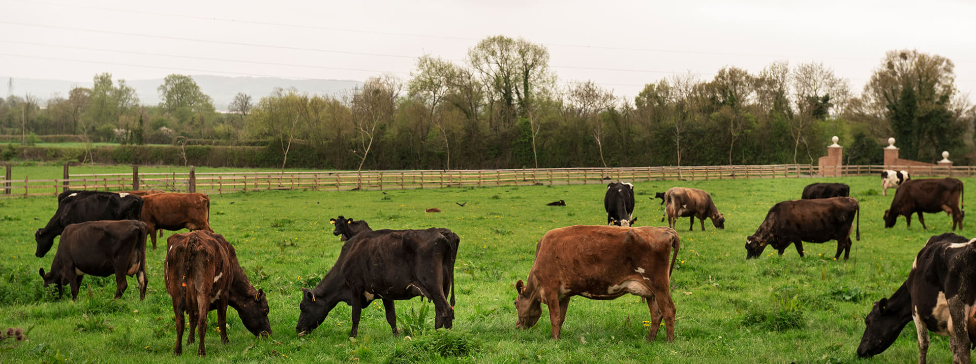 ALQUDSI AGRI INDONESIA - PROFIL(1)