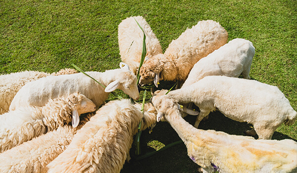 Grain Fed Dorper Lamb