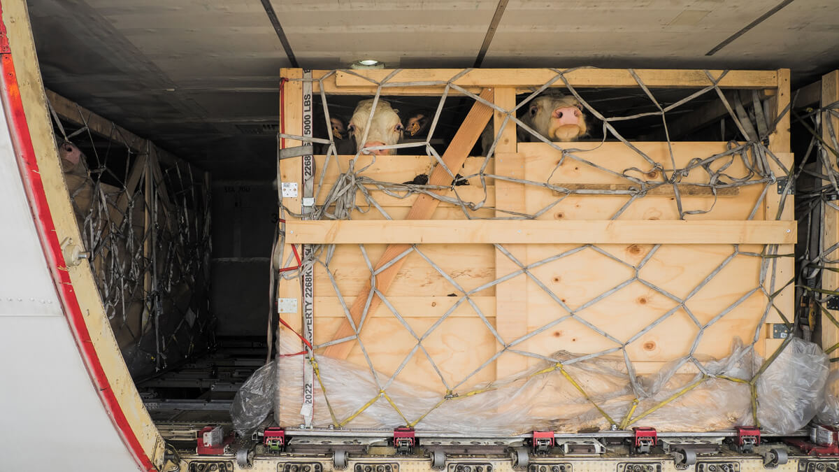 Live Sheep Export by Air(1)