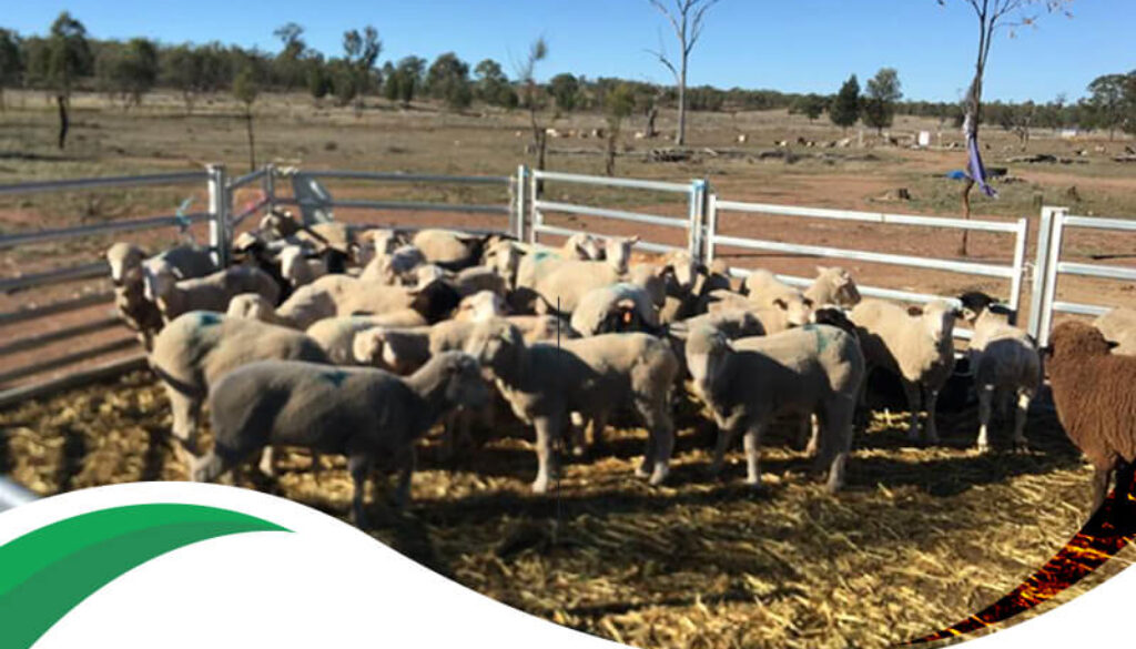Our First Livestock Farmland 668 Acres In Milmerran Queensland 1(1)