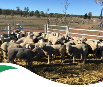 Our First Livestock Farmland 668 Acres In Milmerran Queensland 1(1)