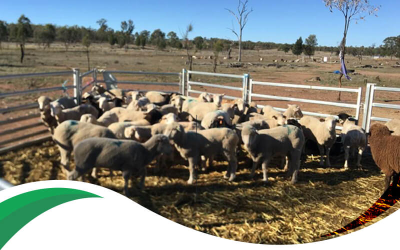 Our First Livestock Farmland 668 Acres In Milmerran Queensland 1(1)