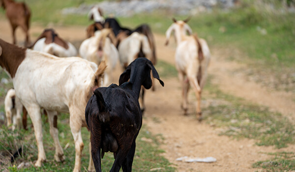Rangeland Goats